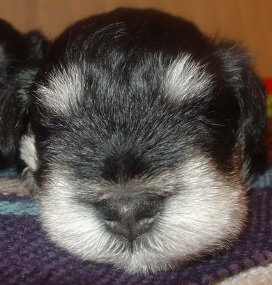 puppy - stene