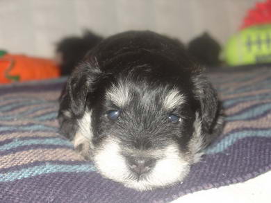 puppy - stene