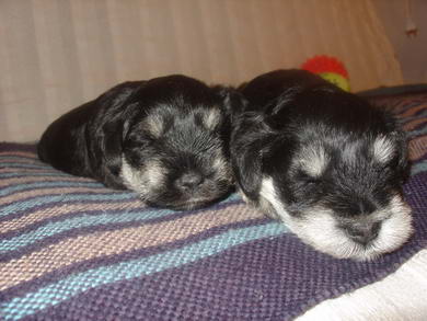 puppy - stene