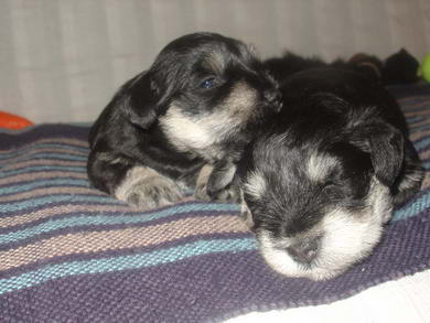 puppy - stene