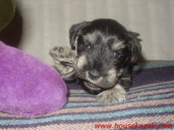 puppy - stene