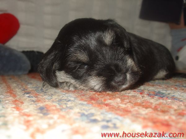 puppy - stene