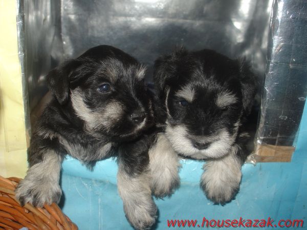 puppy - stene