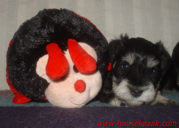 puppy - stene