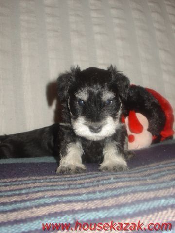 puppy - stene