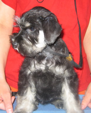 puppy - stene