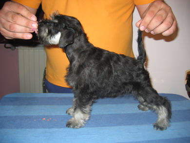 puppy - stene