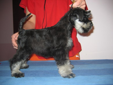puppy - stene