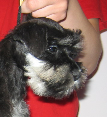 puppy - stene