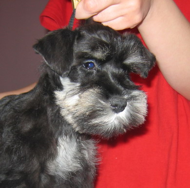 puppy - stene