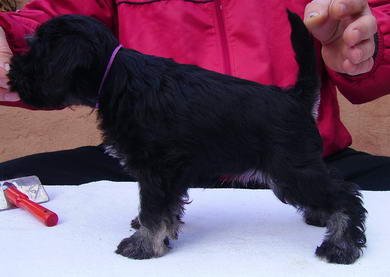 puppy - stene