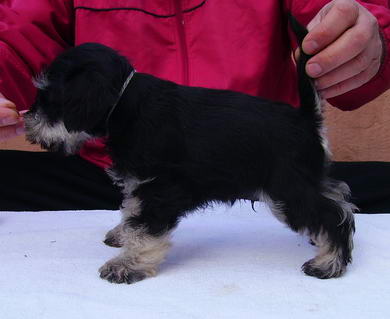 puppy - stene