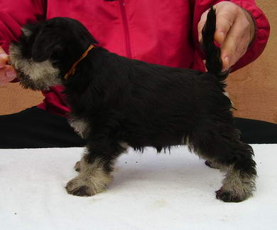 puppy - stene