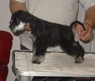 puppy - stene