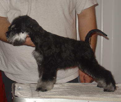 puppy - stene