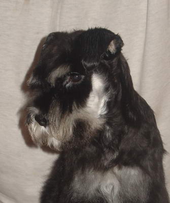 puppy - stene