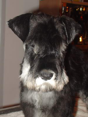 puppy - stene