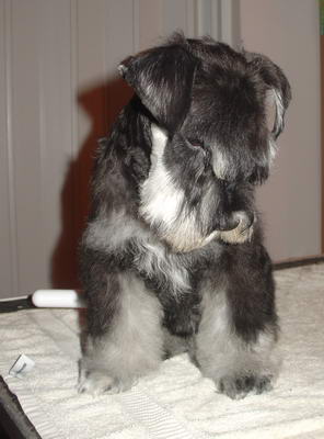 puppy - stene