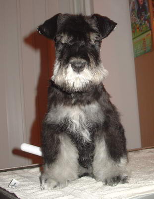 puppy - stene