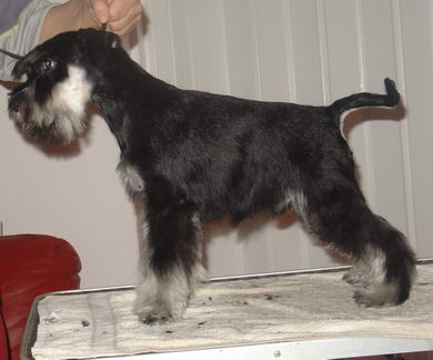 puppy - stene