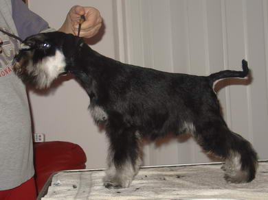 puppy - stene