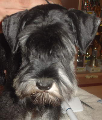 puppy - stene