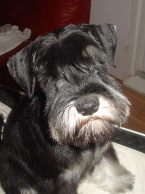 puppy - stene