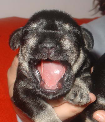 puppy - stene
