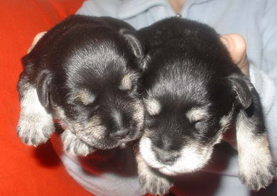 puppy - stene