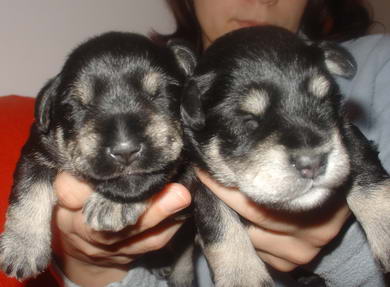 puppy - stene