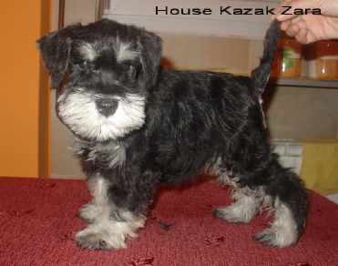 puppy - stene