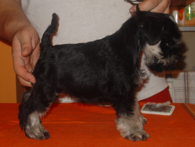 puppy - stene