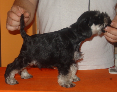 puppy - stene