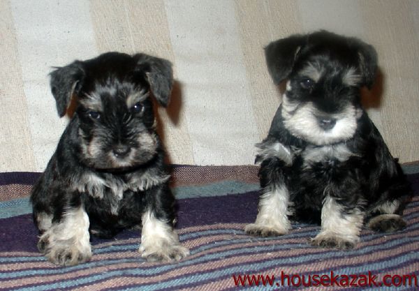 puppy - stene