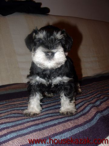 puppy - stene