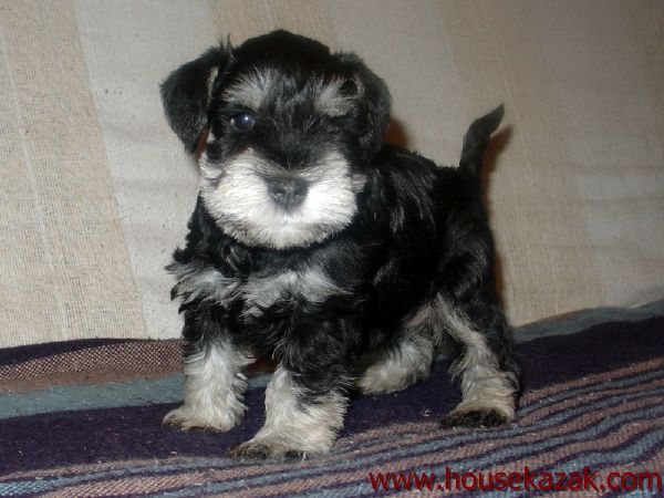 puppy - stene