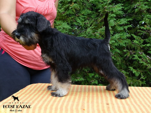 miniature schnauzer patuljasti snaucer