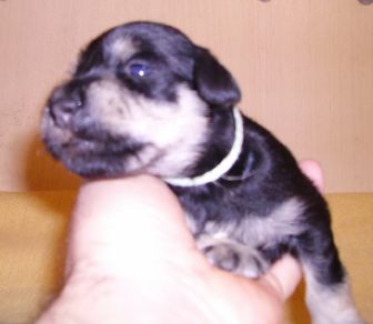 puppy - stene