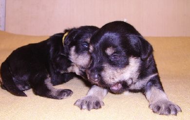 puppy - stene