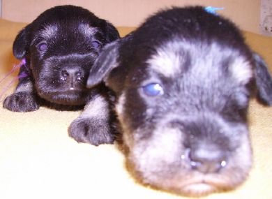 puppy - stene