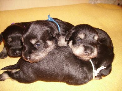 puppy - stene