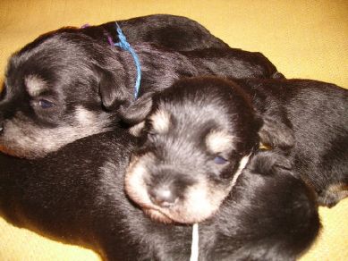 puppy - stene