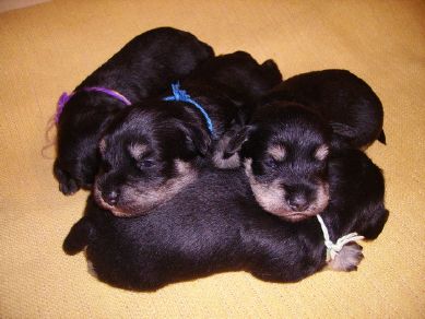 puppy - stene