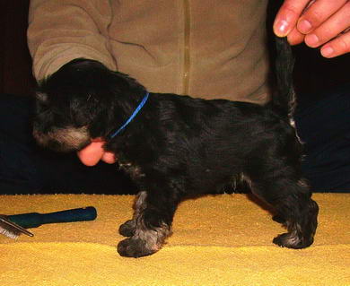 puppy - stene
