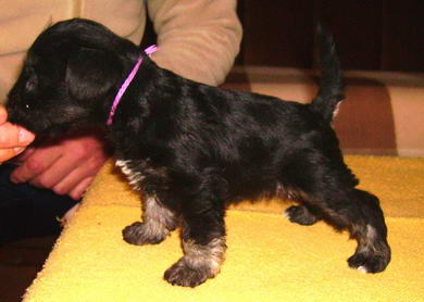 puppy - stene