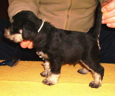 puppy - stene