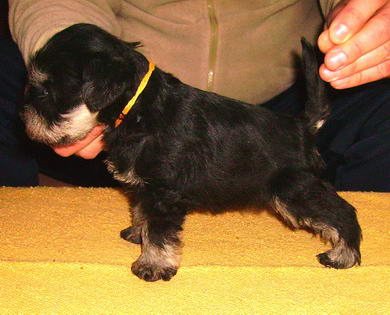 puppy - stene