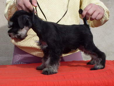 puppy - stene