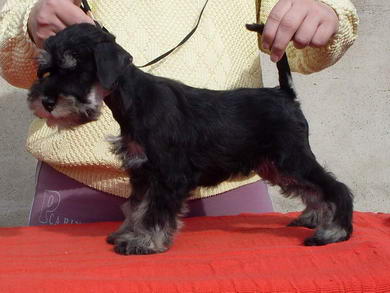 puppy - stene