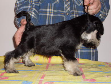 puppy - stene